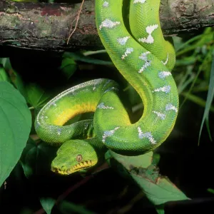 Emerald Tree Boa Corallus canina Native to Northern South America