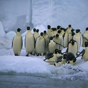 Emperor Penguins, (Aptenodytes forsteri), entering water, Cape Roget colony, Ross Sea, Antarctica
