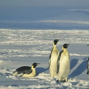 Emperor Penguins, (Aptenodytes forsteri), Mt. Melbourne behind, Cape Washington, Ross Sea