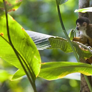 Endangered Black-crowned Central American Squirrel Monkey (Saimiri oerstedii oerstedii)
