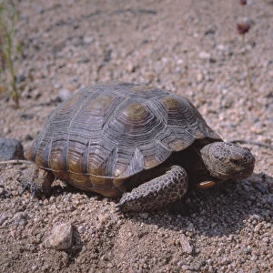 Endangered desert tortoise, (Gopherus agassizii) in Joshua Tree National Park, California