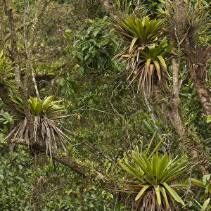 Epiphytic Bromeliads Mindo Cloud Forest West slope of Andes