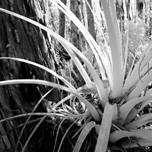 Epiphytic tillandsia are common in the Florida, USA