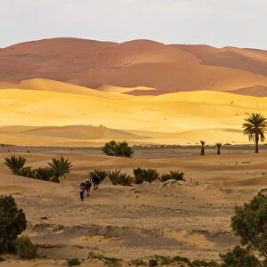 Erg Chebbi, Sahara Desert, Morocco. Camel trek on the Sahara Desert