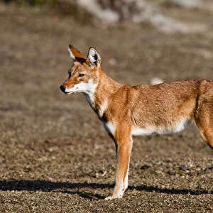 Ethiopian Wolf (Canis simensis), Bale Mountains National Park, Ethiopia