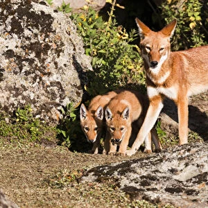 Ethiopian Wolf (Canis simensis) mother bringing prey, a rodent, to the begging and eating pups