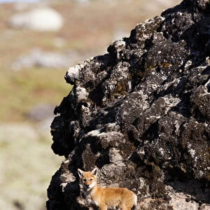 Ethiopian Wolf (Canis simensis) pup in front of den in the Bale Mountains National Park