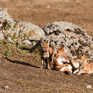 Ethiopian Wolf (Canis simensis) pups, litter playing with mother near their den in