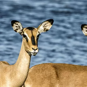 Etosha National Park, Namibia, Africa. Three Black-faced Impala near a waterhole