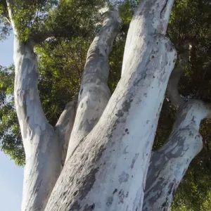 California Eucalyptus Tree Print California Eucalyptus Tree Print