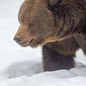 Eurasian brown bear (Ursus arctos arctos) in deep snow, During winter in National Park