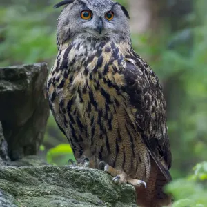 Eurasian eagle-owl. Enclosure in the Bavarian Forest National Park, Germany, Bavaria