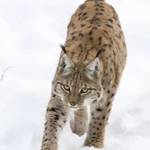Eurasian Lynx Print: Winter Scene in Bavarian Forest, Germany Eurasian Lynx Print: Winter Scene in Bavarian Forest, Germany