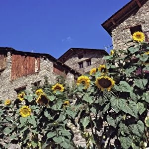 Europe, Andorra. Ripe sunflowers enhance old stone buildings in Andorra