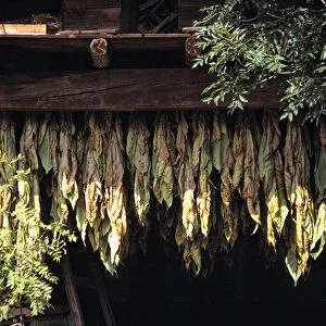 Europe, Andorra. Tobacco leaves dry in an old shed in Andorra