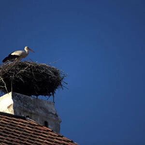 Europe, Austria, Burgenland, Rut, Neusiedler See. Stork nest