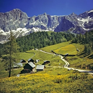 Europe, Austria, Dachstein Alps. Buttercups fill the meadows near hay barns in the Dachstein Alps