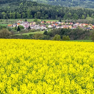 Europe, Czech Republic. Canola field with small village in the background