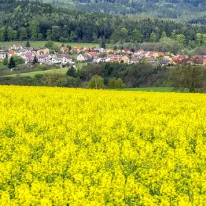 Europe, Czech Republic. Canola field with small village in the background