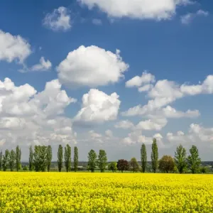 Europe, Czech Republic. Canola field and tree line