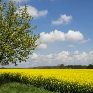 Europe, Czech Republic. Lone tree and canola field