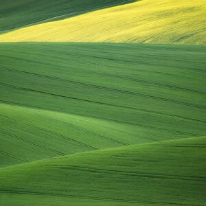 Europe, Czech Republic. Moravia wheat and canola fields