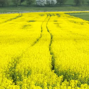 Europe, Czech Republic. Tracks in canola field
