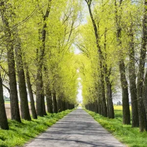 Europe, Czech Republic. Tree Lined Road through a Canola field in the Hradec Kralove