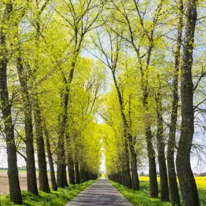 Europe, Czech Republic. Tree Lined Road through a Canola field in the Hradec Kralove