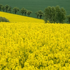 Europe, Czech Republic. Trees and canola field