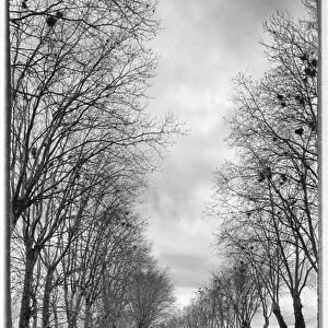 Europe, France, Burgundy, Nievre. Trees with bird nests (black and white) along the