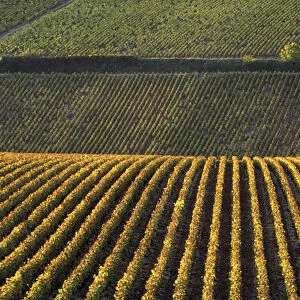 Europe, France, Burgundy, Yonne. Vinyards of Chablis in autumn