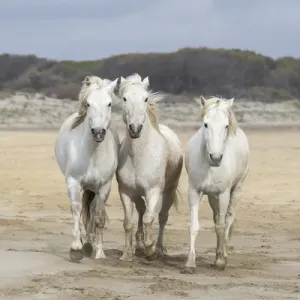 Camargue Horses Running Along the Beach Print Camargue Horses Running Along the Beach Print