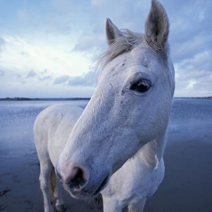 Europe, France, Ile de la Camargue, Camargue horse (Equus caballus)