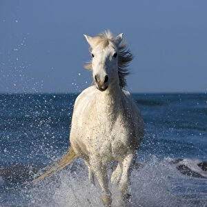 Europe, France, Provence, Camargue. Horse running through shore surf