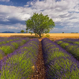 Europe, France, Provence. Lavender field in the Valensole Plateau