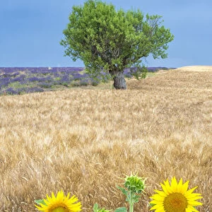 Europe, France, Provence, Valensole Plateau. Sunflowers, wheat, and olive tree. Credit as