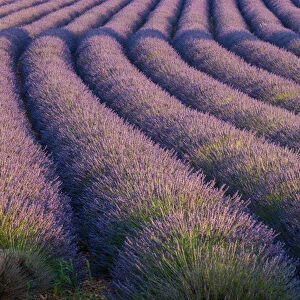 Europe, France. Rows of lavender in Provence
