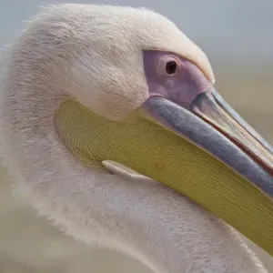 Europe, Greece, Mykonos. Close-up of head of pink pelican Europe, Greece, Mykonos. Close-up of head of pink pelican