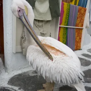Europe, Greece, Mykonos, Hora. Pelican grooming in alleyway Europe, Greece, Mykonos, Hora. Pelican grooming in alleyway