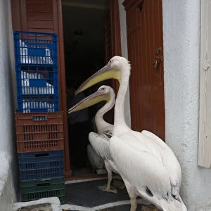 Europe, Greece, Mykonos, Hora. Two pelicans going in back door of restaurant. Credit as