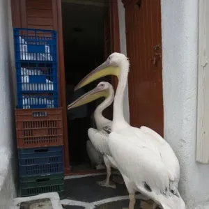 Europe, Greece, Mykonos, Hora. Two pelicans going in back door of restaurant. Credit as Europe, Greece, Mykonos, Hora. Two pelicans going in back door of restaurant. Credit as