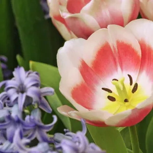 Europe, Holland, Keukenhof Gardens. Tulip in flower garden