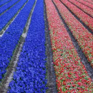 Europe, Holland, Rows in a Tulip Field Europe, Holland, Rows in a Tulip Field