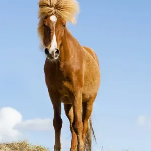 Europe, Iceland, Lake Myvatin, Icelandic horse. Portrait of an Icelandic horse