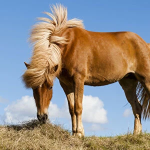 Europe, Iceland, Lake Myvatin, Icelandic horse. Portrait of an Icelandic horse
