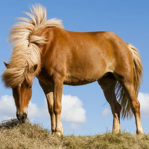 Europe, Iceland, Lake Myvatin, Icelandic horse. Portrait of an Icelandic horse