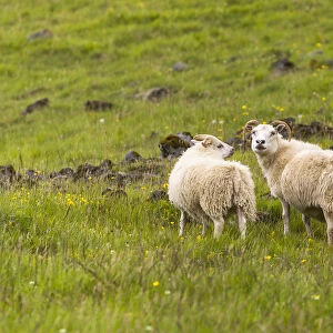 Europe, Iceland, Southwest Iceland. Icelandic sheep are commonly seen in the green