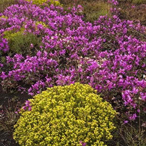 Europe, Iceland, Southwest Iceland. Masses of wildflowers are found in the summer