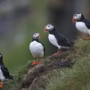 Europe, Iceland, Westfjords, Atlantic puffins, Fratercula arctica